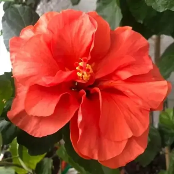 Orange_Double_Petal_Variety_Grafted_Hibiscus_Flower_Plant