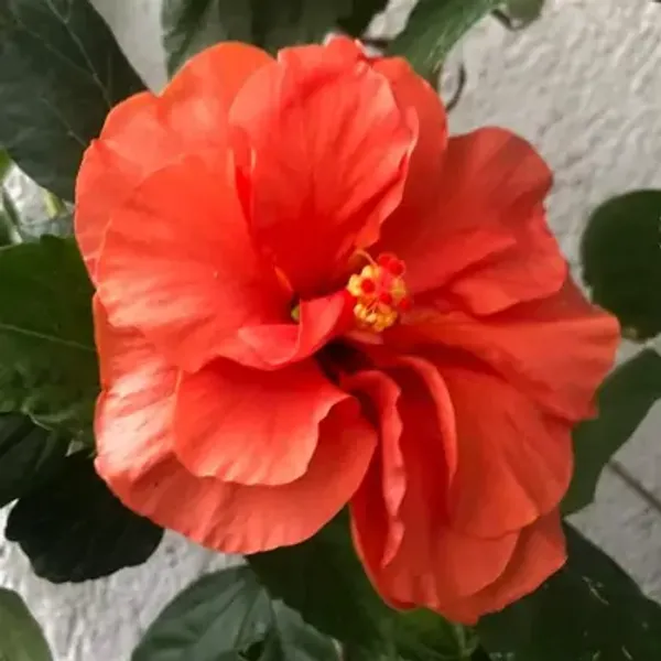 Orange_Double_Petal_Variety_Grafted_Hibiscus_Flower_Plant
