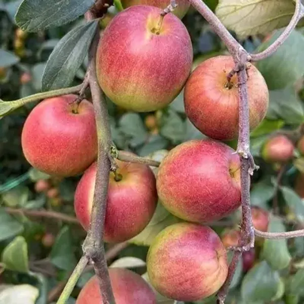 Red_Thai_Variety_Red_Apple_Ber_Grafting_Fruit_Plant