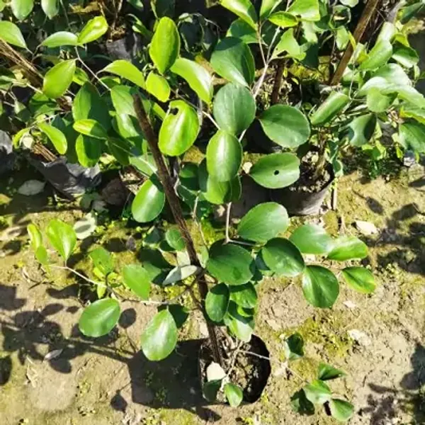 Red_Thai_Variety_Red_Apple_Ber_Grafting_Fruit_Plant