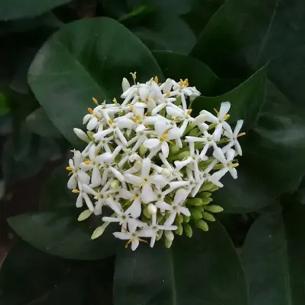 White_Thai_Variety_Super_Early_Ixora_Flower_Plants