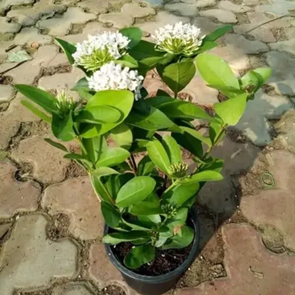 White_Thai_Variety_Super_Early_Ixora_Flower_Plants