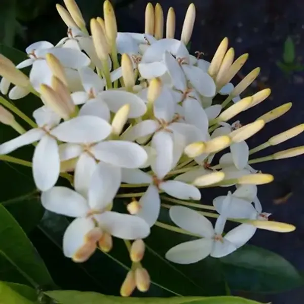 White_Thai_Variety_Super_Early_Ixora_Flower_Plants
