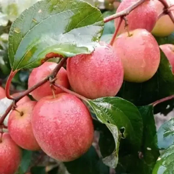 Red_All_Time_Kashmiri_Apple_Ber_Grafting_Fruit_Plant