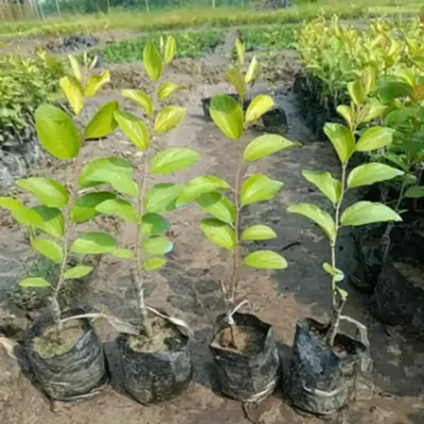 Red_All_Time_Kashmiri_Apple_Ber_Grafting_Fruit_Plant