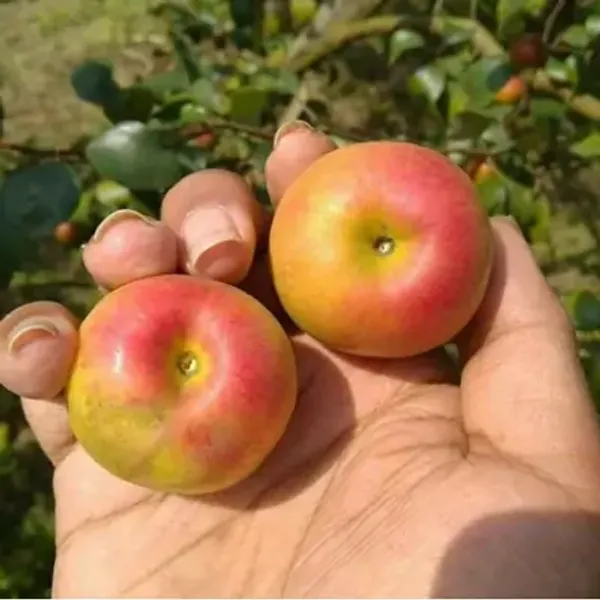 Red_All_Time_Kashmiri_Apple_Ber_Grafting_Fruit_Plant