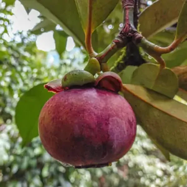 Red_Mangosteen_Grafted_&_Amp_Hybrid_Fruit_Plant