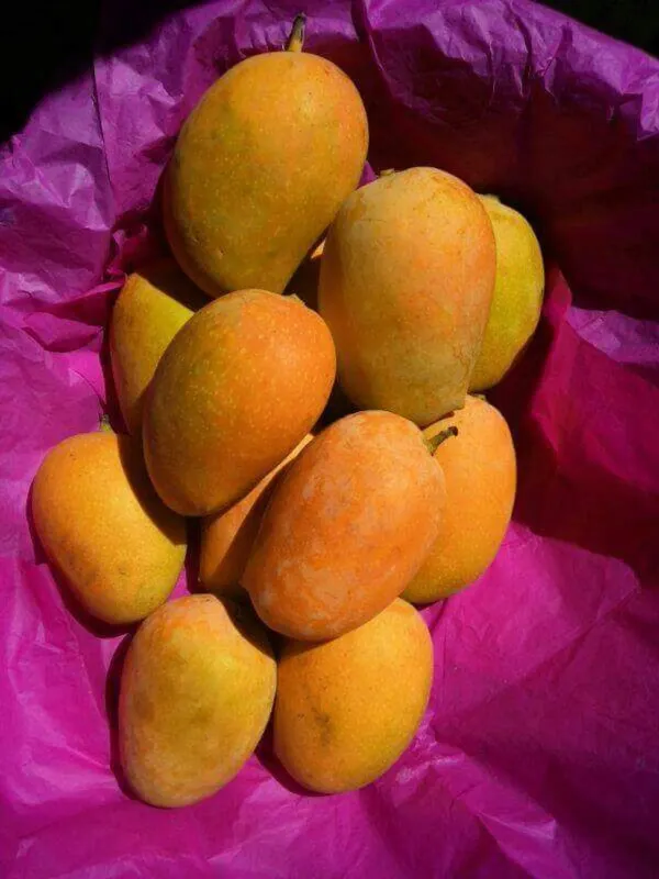 Keshar_Mango_|_Grafted_Fruit_Plant