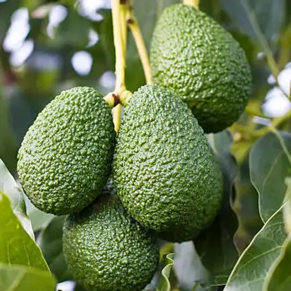 Avocado_Grafted_Fruit_Plant