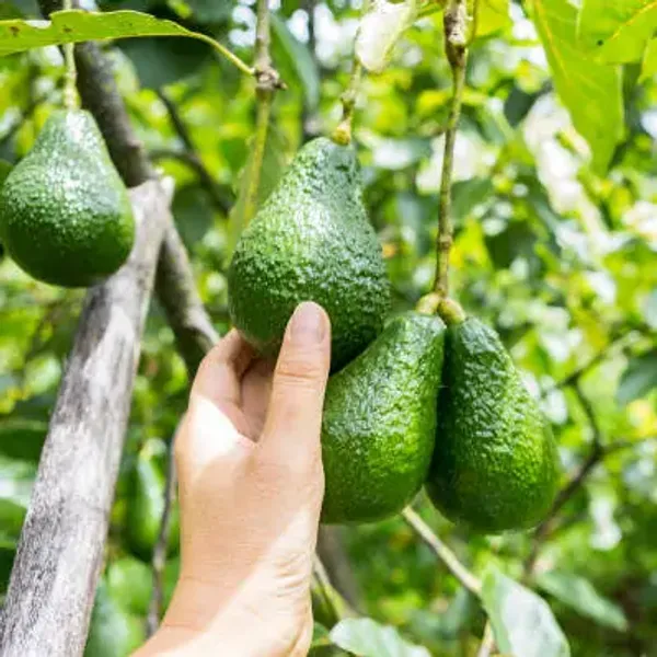 Avocado_Grafted_Fruit_Plant