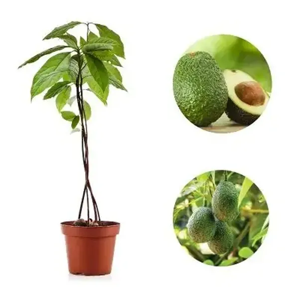 Avocado_Grafted_Fruit_Plant