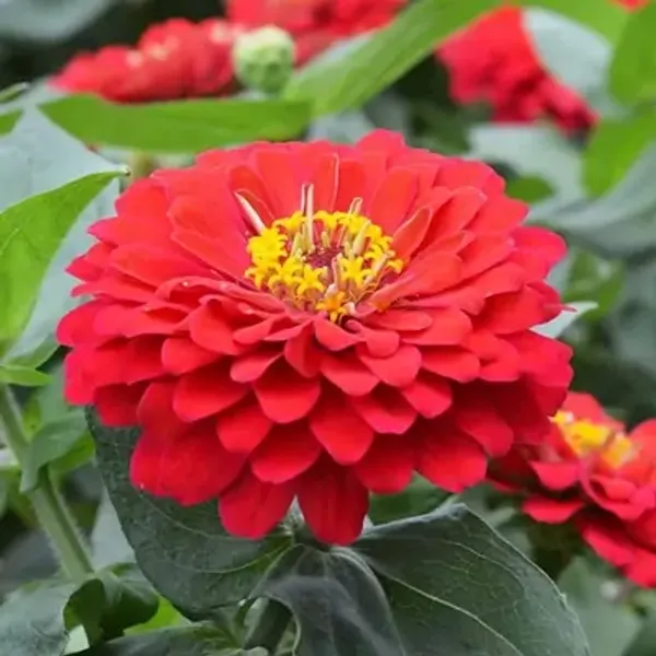 Red_Zinnia_Flower_Plant