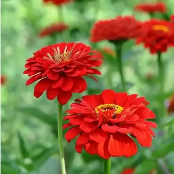 Red_Zinnia_Flower_Plant