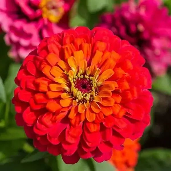Red_Zinnia_Flower_Plant