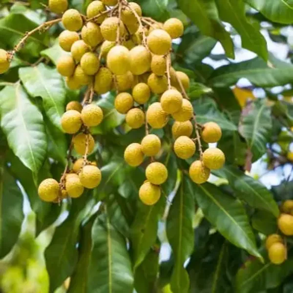 Longan_Fruit_Plant_Grafting