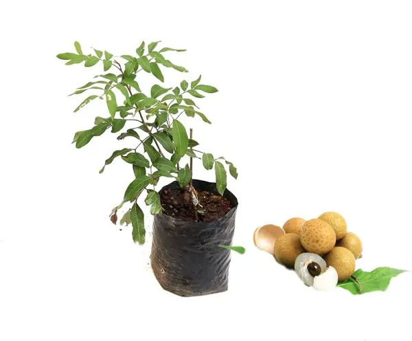 Longan_Fruit_Plant_Grafting