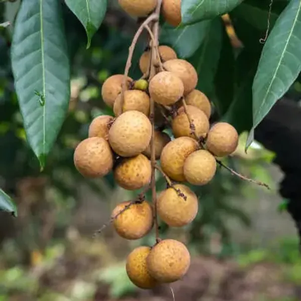 Longan_Fruit_Plant_Grafting