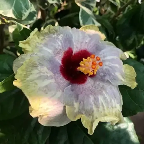 White_Australian_Variety_Grafted_Hibiscus_Flower_Plant