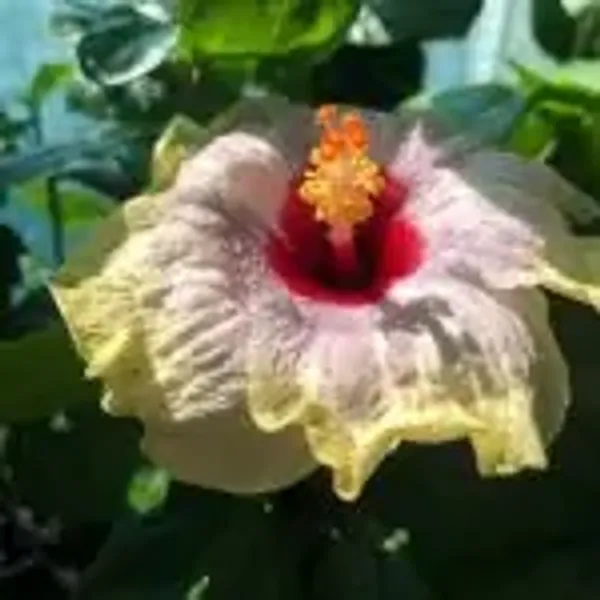 White_Australian_Variety_Grafted_Hibiscus_Flower_Plant