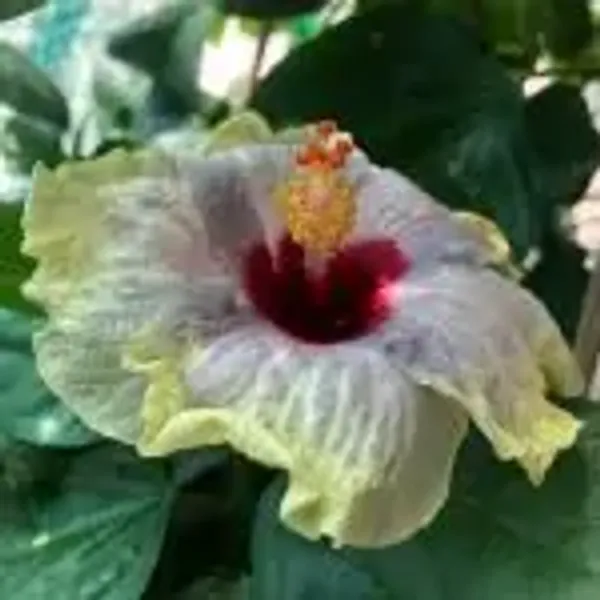 White_Australian_Variety_Grafted_Hibiscus_Flower_Plant