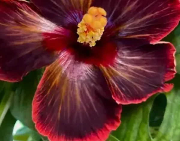 Red_American_Variety_Grafted_Hibiscus_Flower_Plant