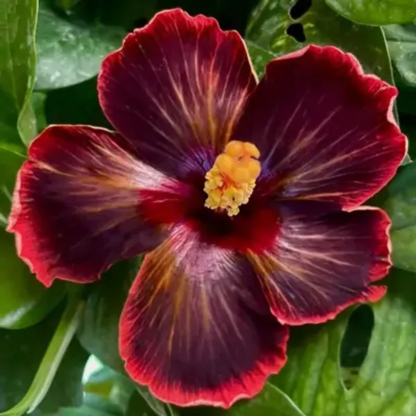 Red_American_Variety_Grafted_Hibiscus_Flower_Plant