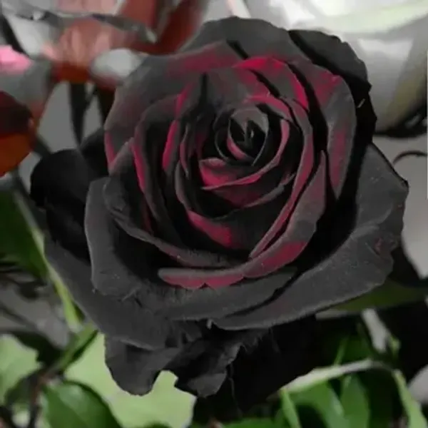 Black_Lady_Rose_Flower_Plant