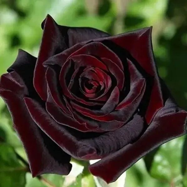 Black_Lady_Rose_Flower_Plant