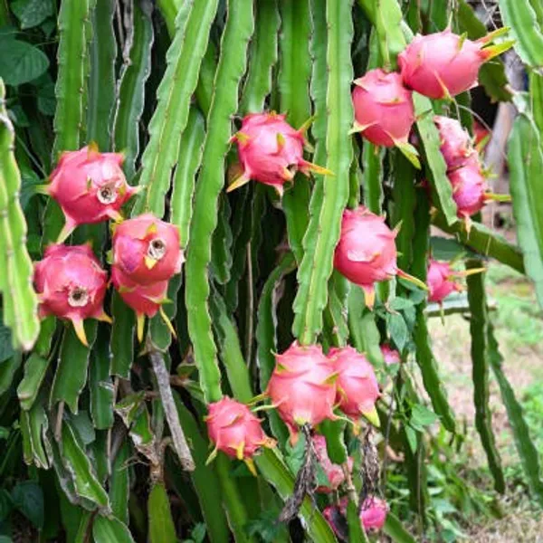 Red_Dragon_Fruit_Plant