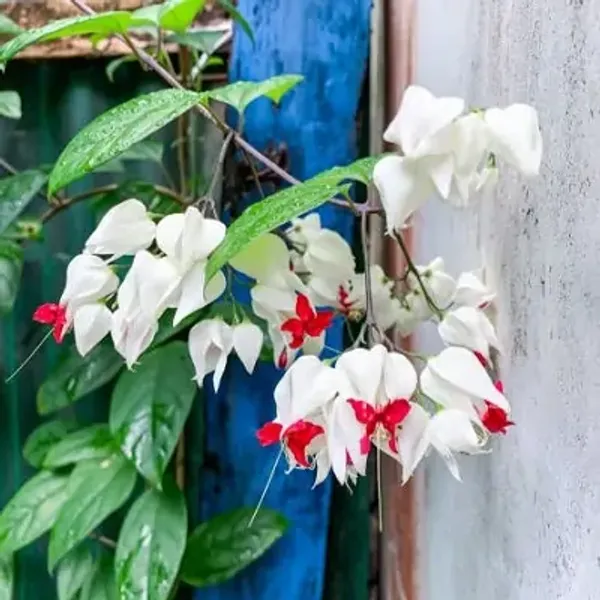 White_&_Amp_Red_Bleeding_Heart_Vine_Flower_Plant