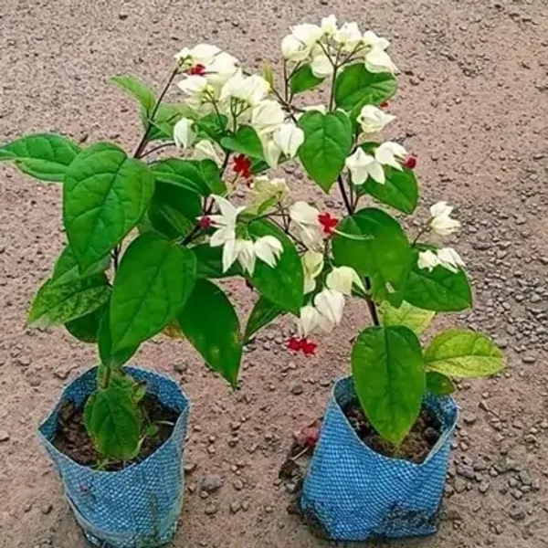 White_&_Amp_Red_Bleeding_Heart_Vine_Flower_Plant