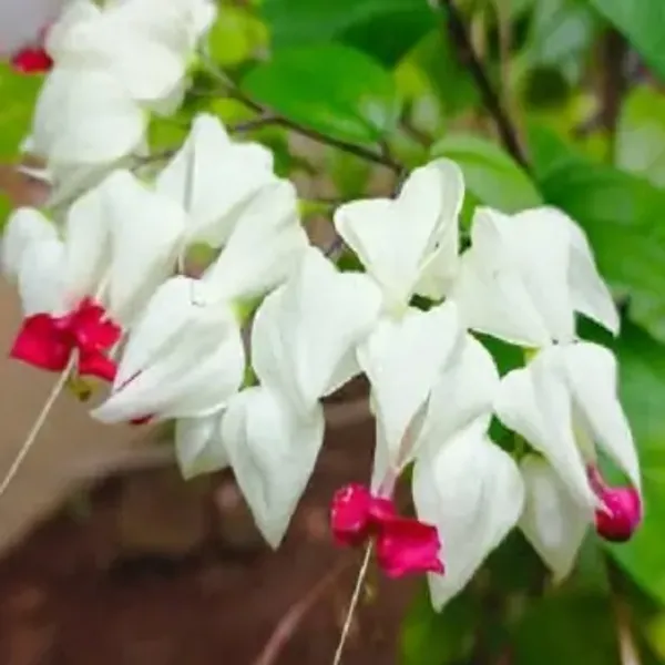 White_&_Amp_Red_Bleeding_Heart_Vine_Flower_Plant