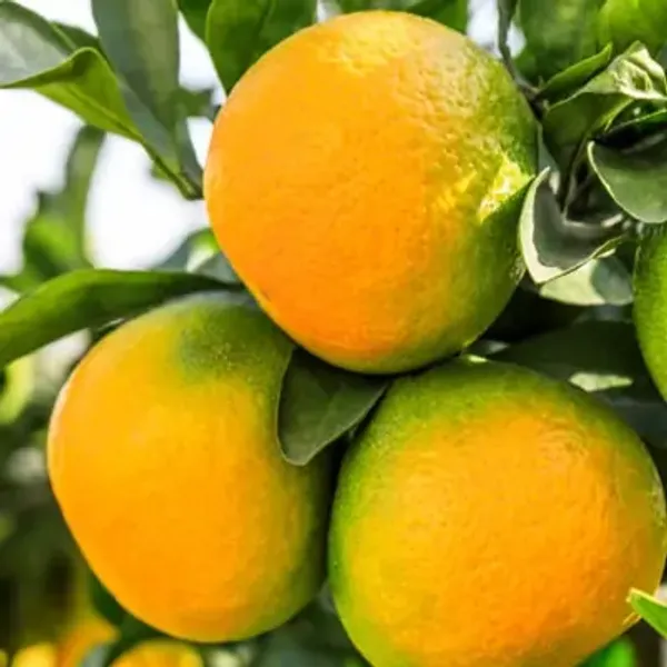 Yellow_Mysore_Malta_Grafted_Lemon_Fruit_Plant