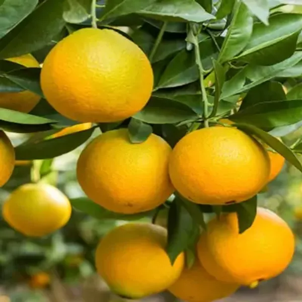 Yellow_Mysore_Malta_Grafted_Lemon_Fruit_Plant