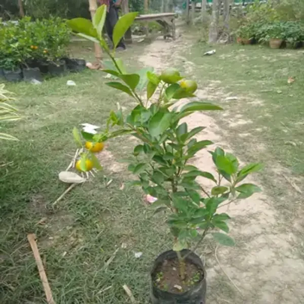 Yellow_Mysore_Malta_Grafted_Lemon_Fruit_Plant