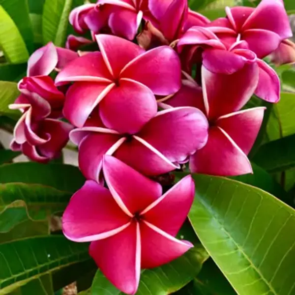 Pink_Dwarf_Variety_Plumeria_Flower_Plant