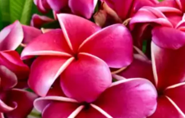 Pink_Dwarf_Variety_Plumeria_Flower_Plant