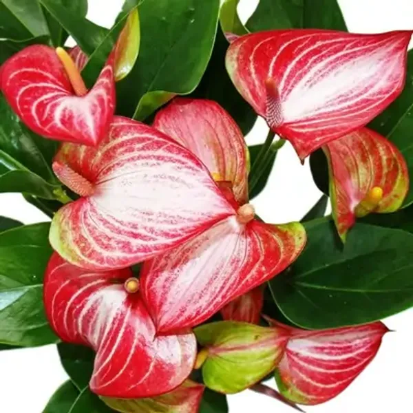 Pink_&_Amp_White_Anthurium_Andreanum