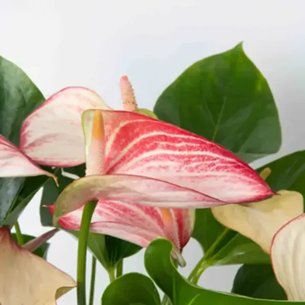 Pink_&_Amp_White_Anthurium_Andreanum