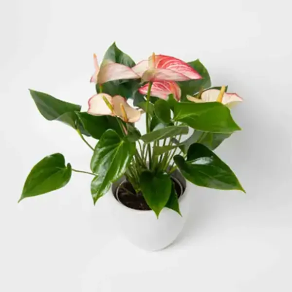 Pink_&_Amp_White_Anthurium_Andreanum