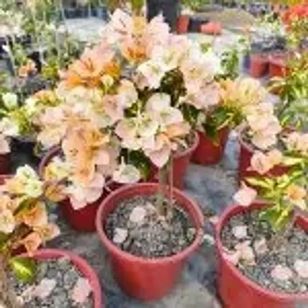 Yellow_Thimma_Bougainvillea_Plant