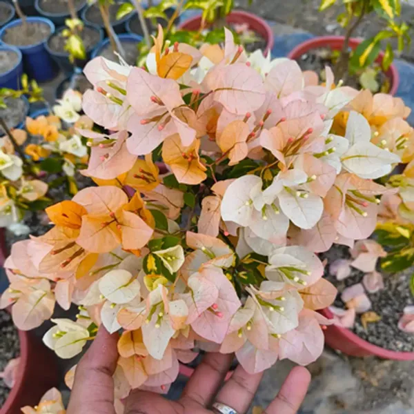 Yellow_Thimma_Bougainvillea_Plant