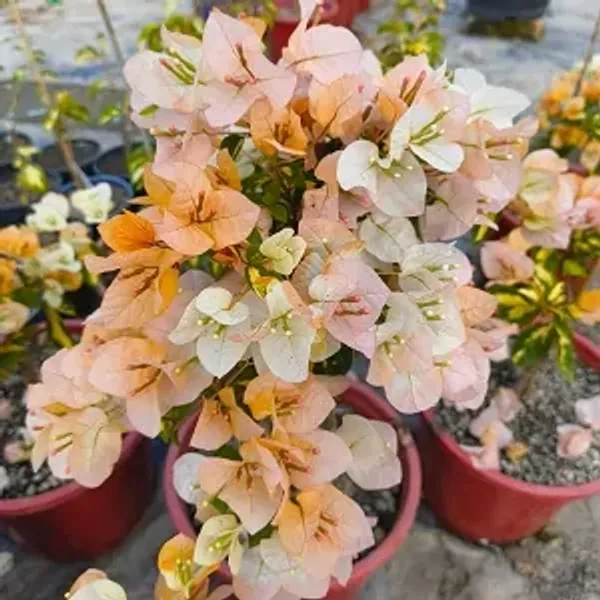 Yellow_Thimma_Bougainvillea_Plant
