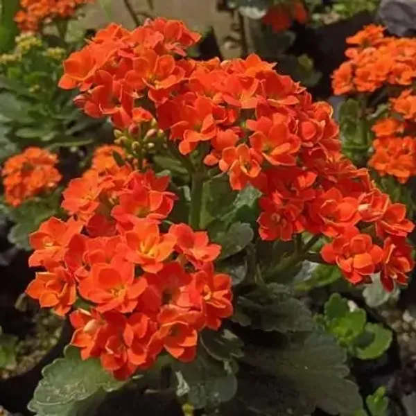 Orange_Premium_Kalanchoe_Plant
