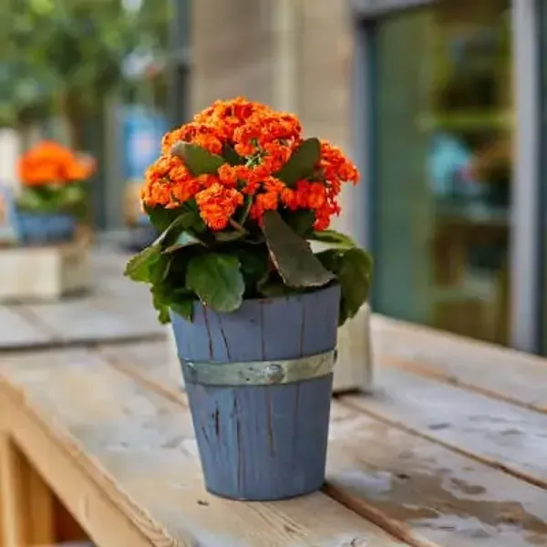 Orange_Premium_Kalanchoe_Plant