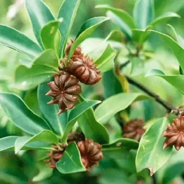 Green_Star_Anise_Filicales_Species_Live_Plant