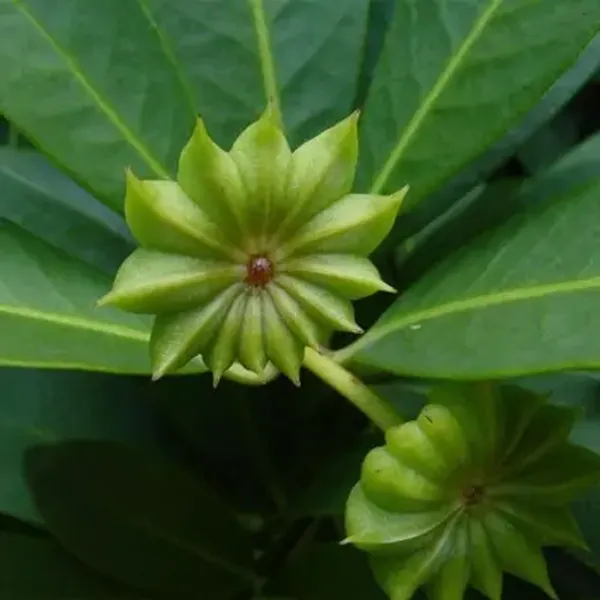 Green_Star_Anise_Filicales_Species_Live_Plant