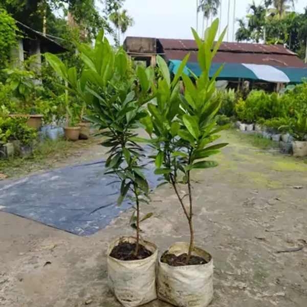 Green_Star_Anise_Filicales_Species_Live_Plant