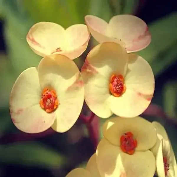 Yellow_Euphorbia_Milii_Flower_Plant