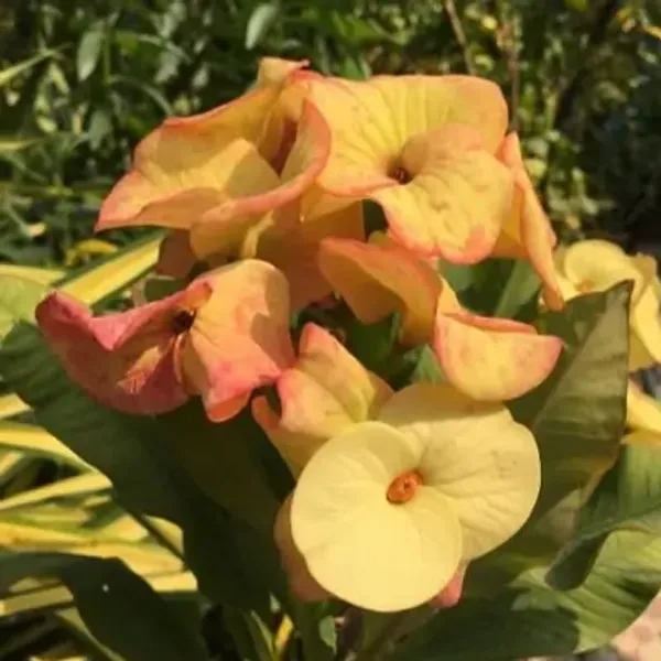 Yellow_Euphorbia_Milii_Flower_Plant